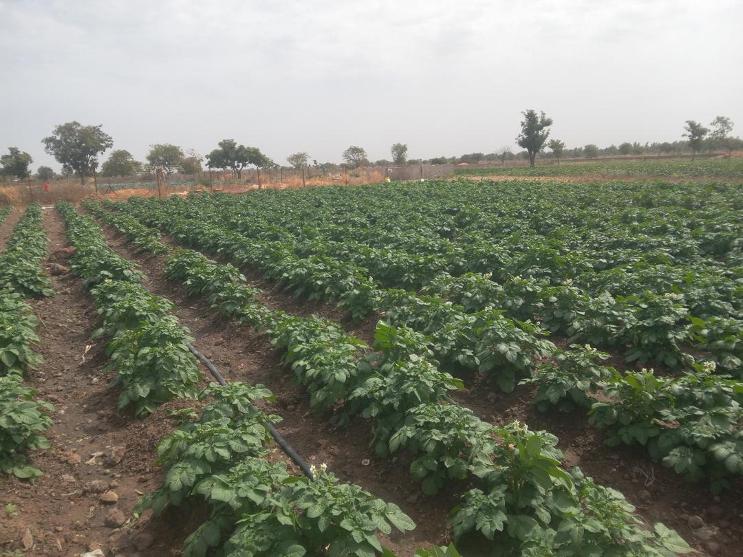 Agriculteur dans un champ vert